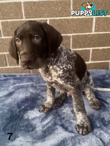German Shorthaired Pointer Pups