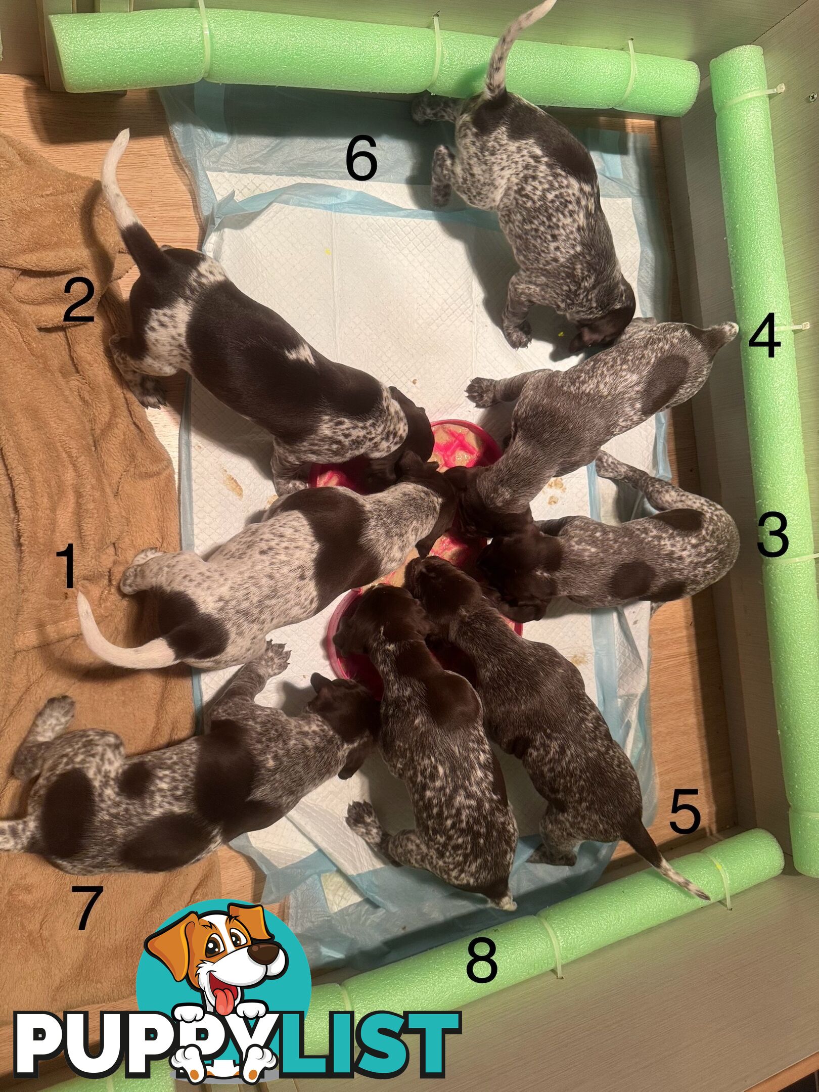 German Shorthaired Pointer Pups