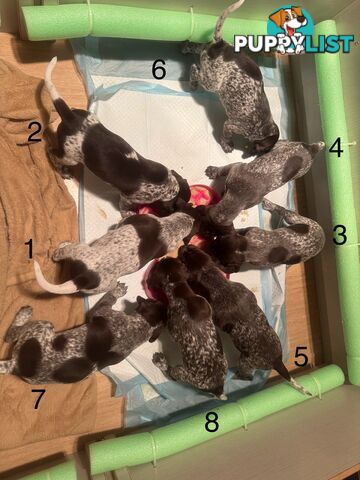 German Shorthaired Pointer Pups