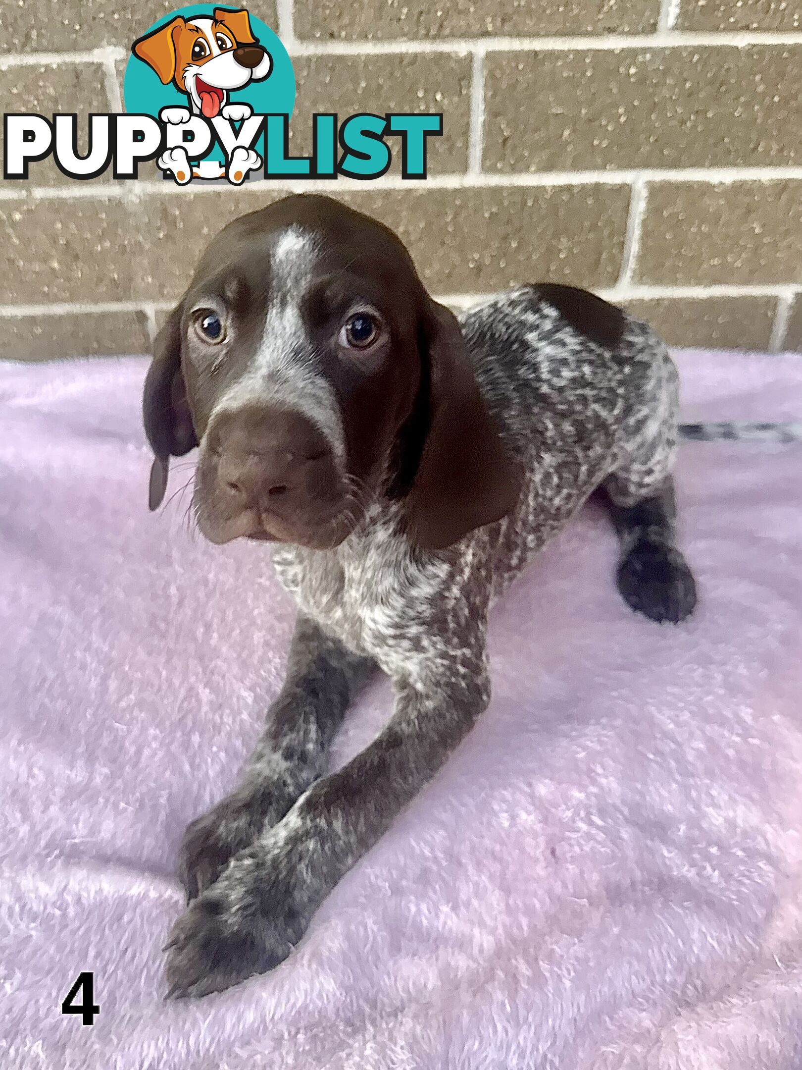 German Shorthaired Pointer Pups