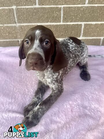 German Shorthaired Pointer Pups