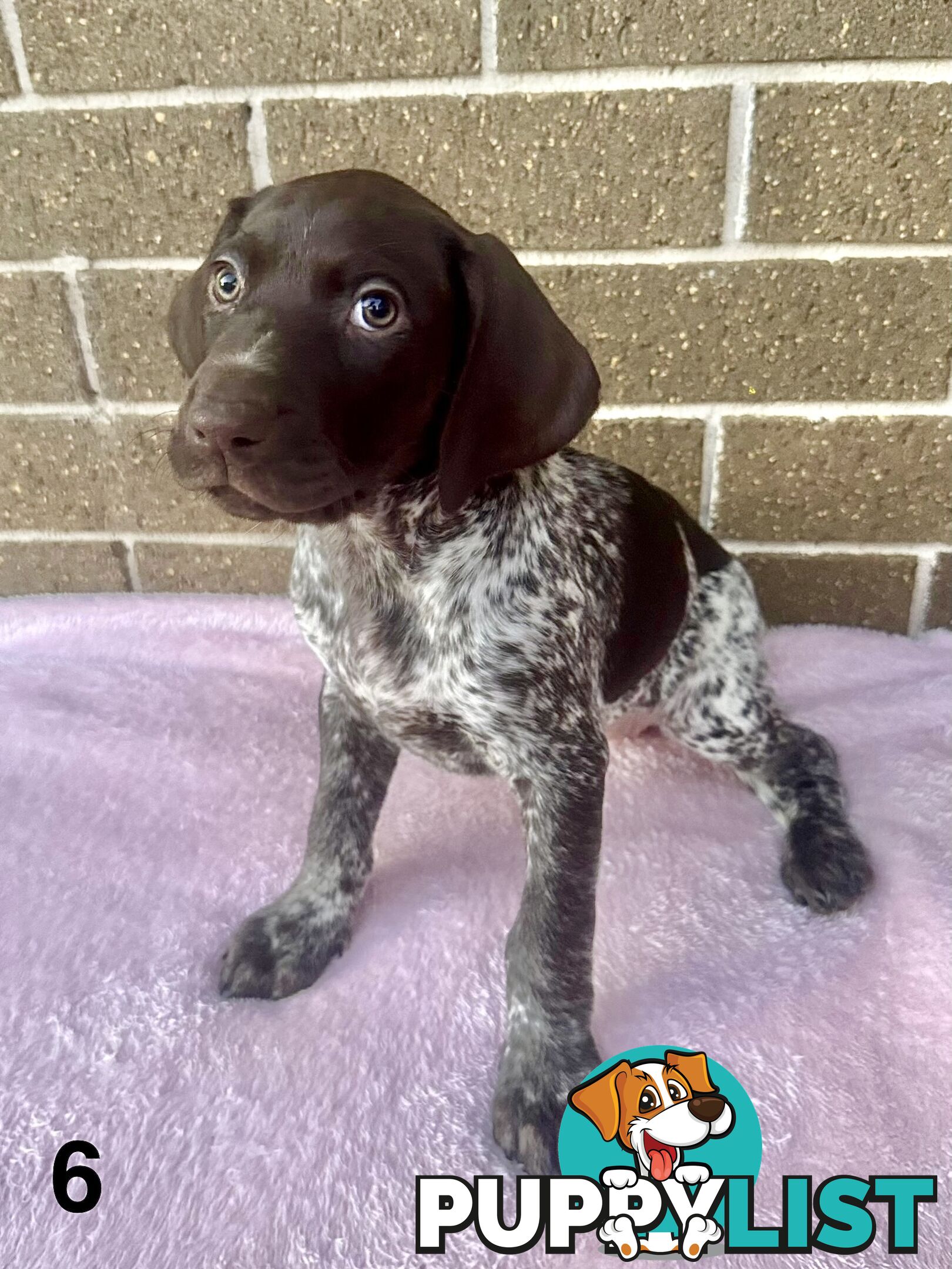 German Shorthaired Pointer Pups