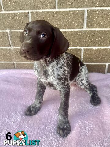 German Shorthaired Pointer Pups