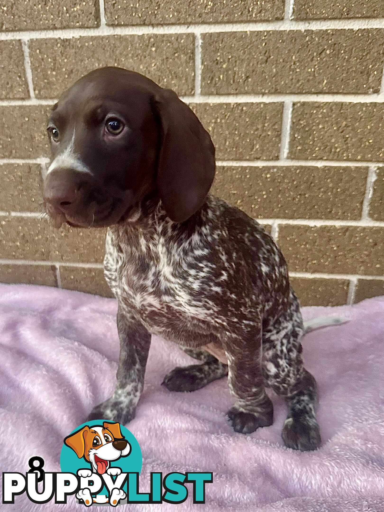 German Shorthaired Pointer Pups