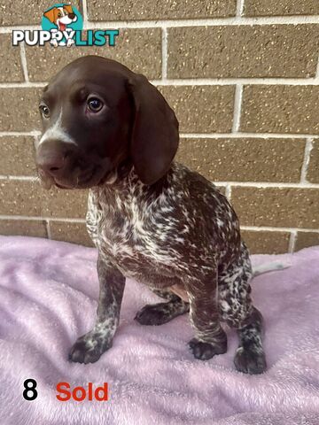 German Shorthaired Pointer Pups