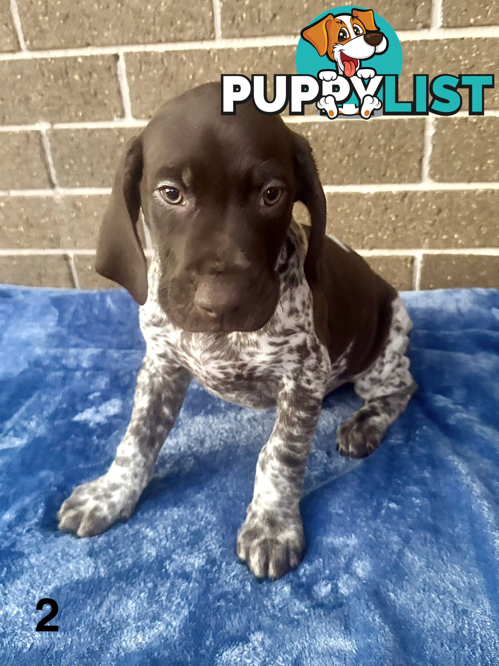 German Shorthaired Pointer Pups