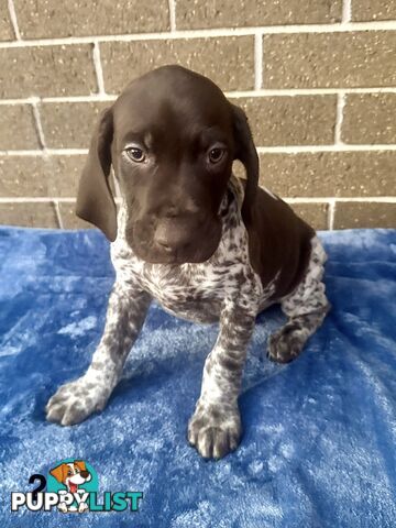 German Shorthaired Pointer Pups