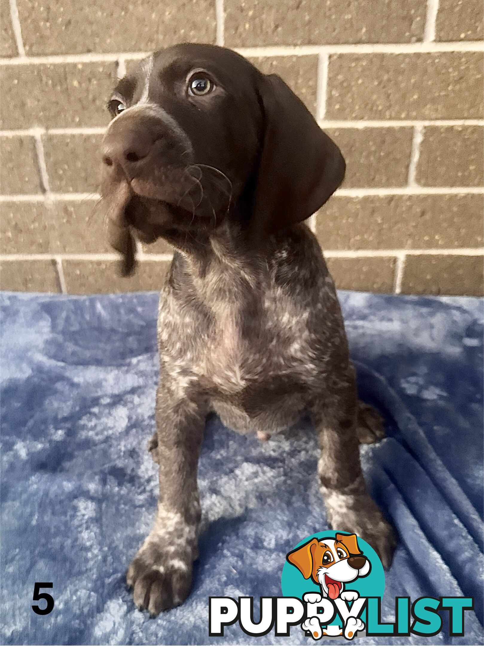 German Shorthaired Pointer Pups