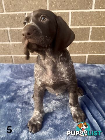 German Shorthaired Pointer Pups