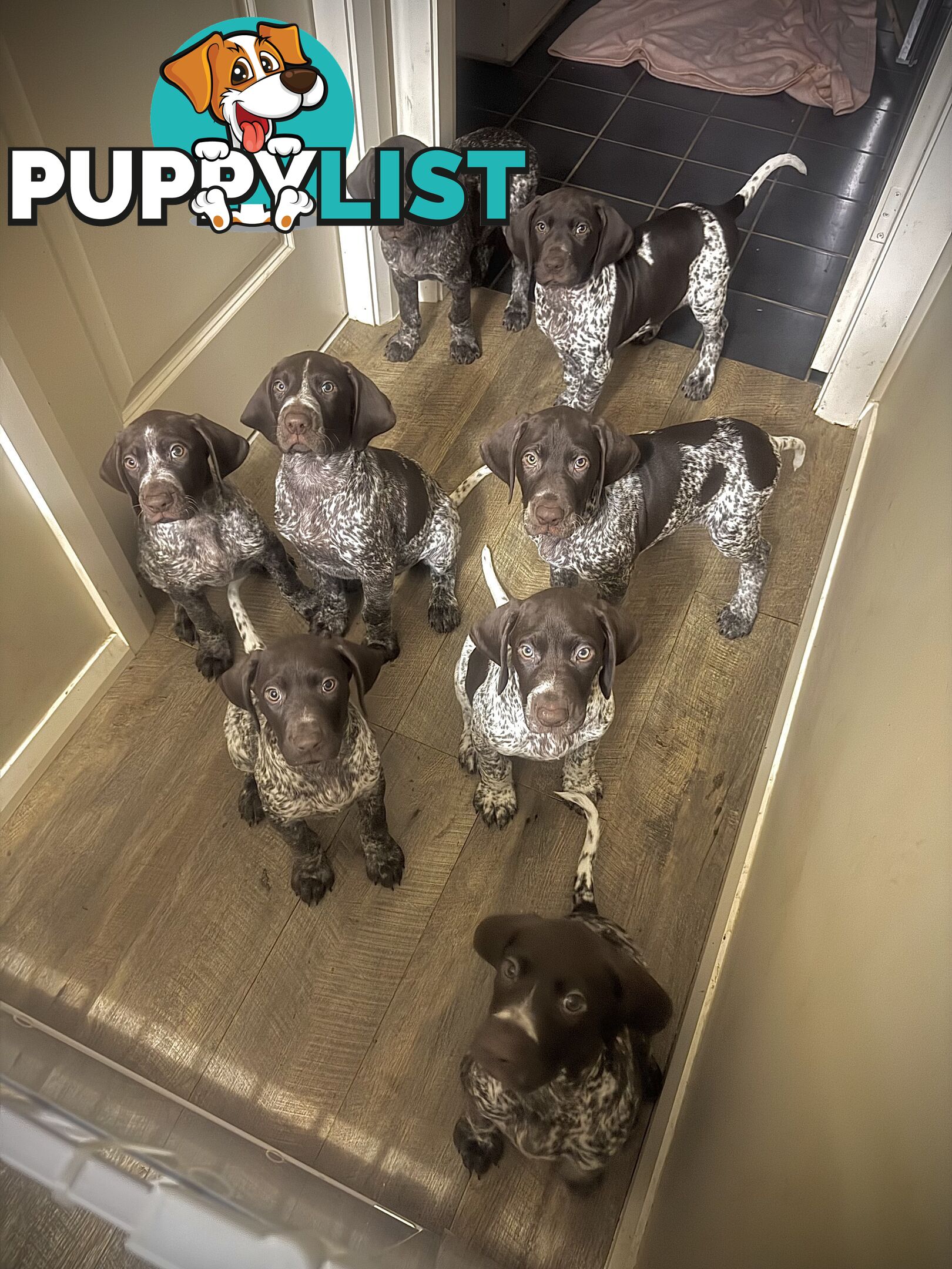 German Shorthaired Pointer Pups
