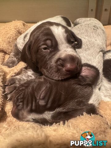 German Shorthaired Pointer Pups