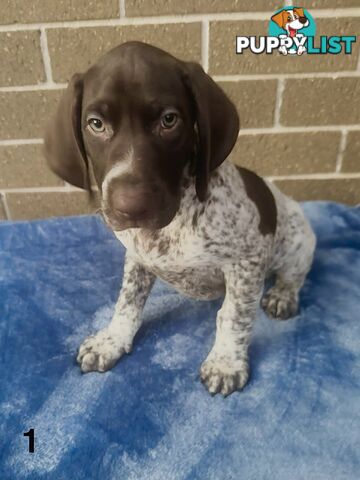 German Shorthaired Pointer Pups