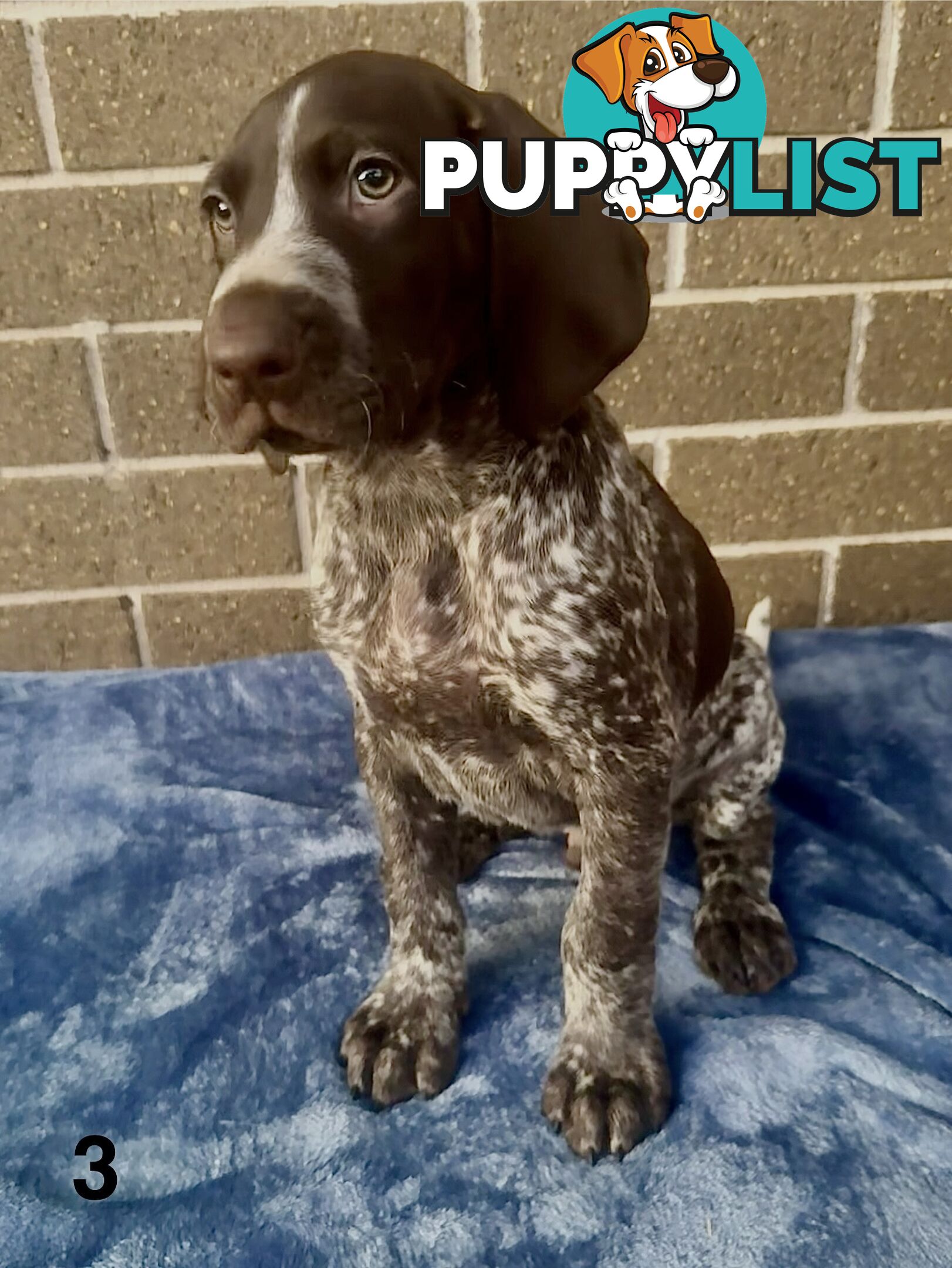 German Shorthaired Pointer Pups