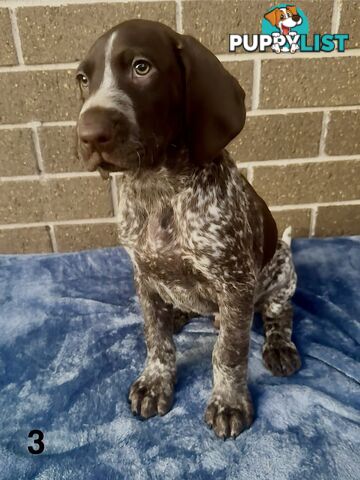 German Shorthaired Pointer Pups