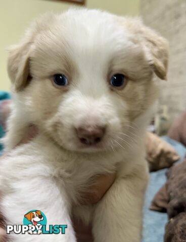 Border Collie Puppies