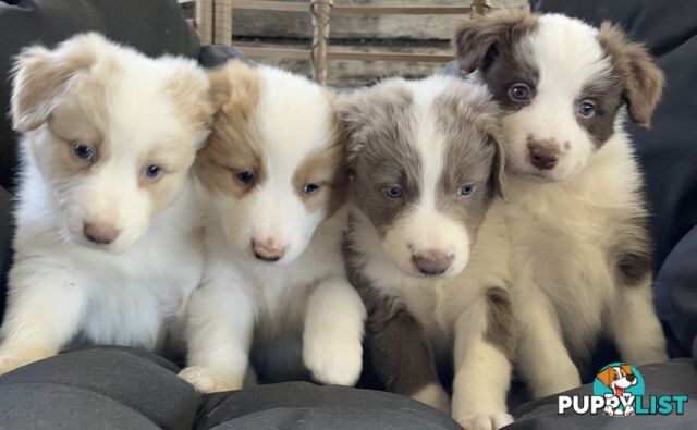 Border Collie Puppies