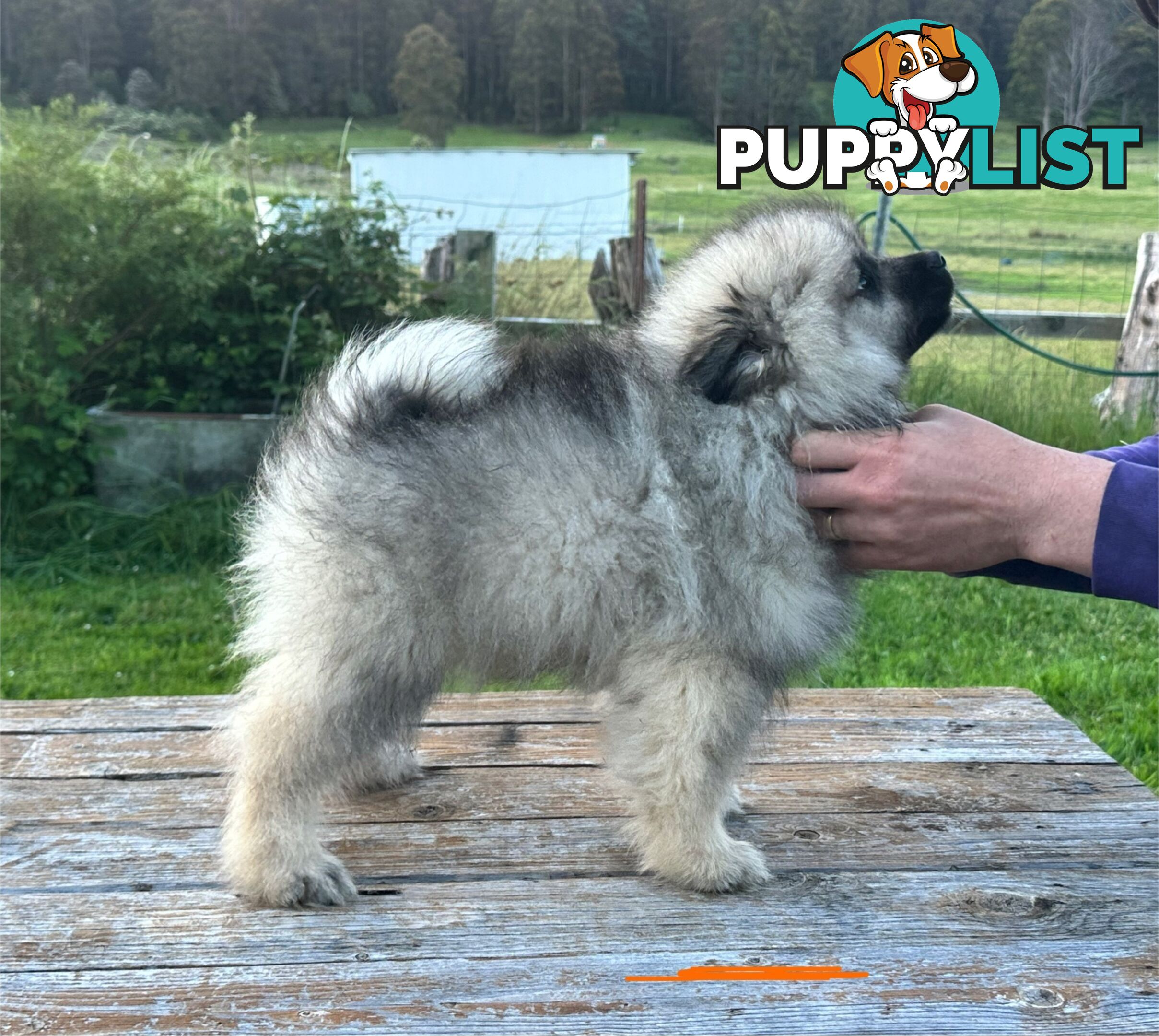 Pedigree Keeshond Puppies - Ready Now!!