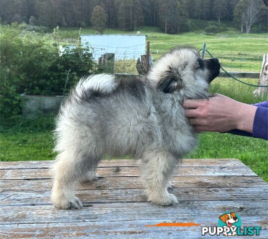 Pedigree Keeshond Puppies - Ready Now!!