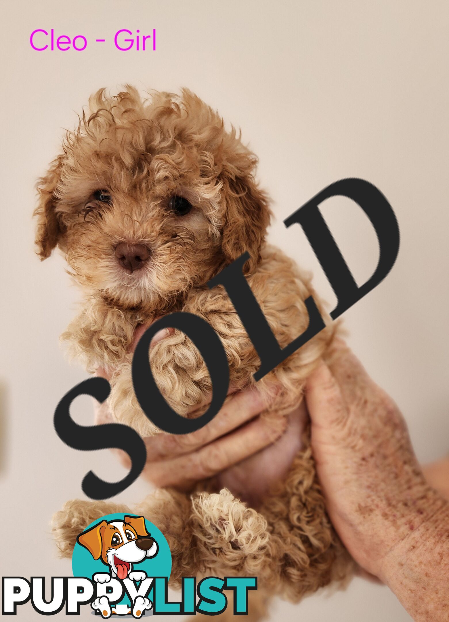 Cavoodle & Maltese Puppies