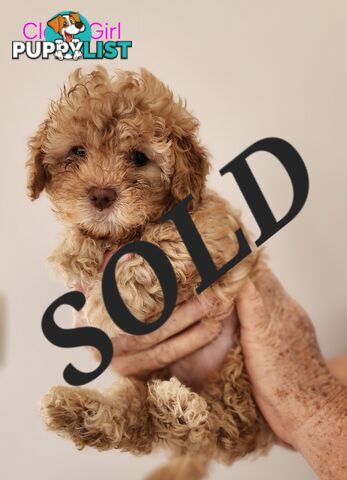 Cavoodle & Maltese Puppies