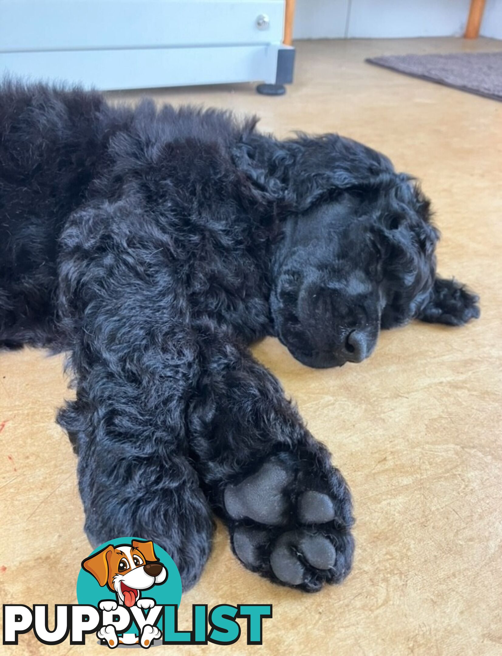 Purebred STANDARD POODLE PUPPY