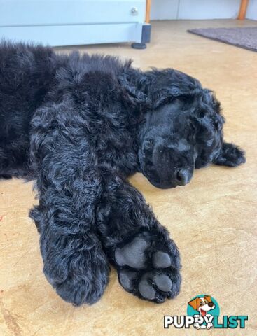 Purebred STANDARD POODLE PUPPY