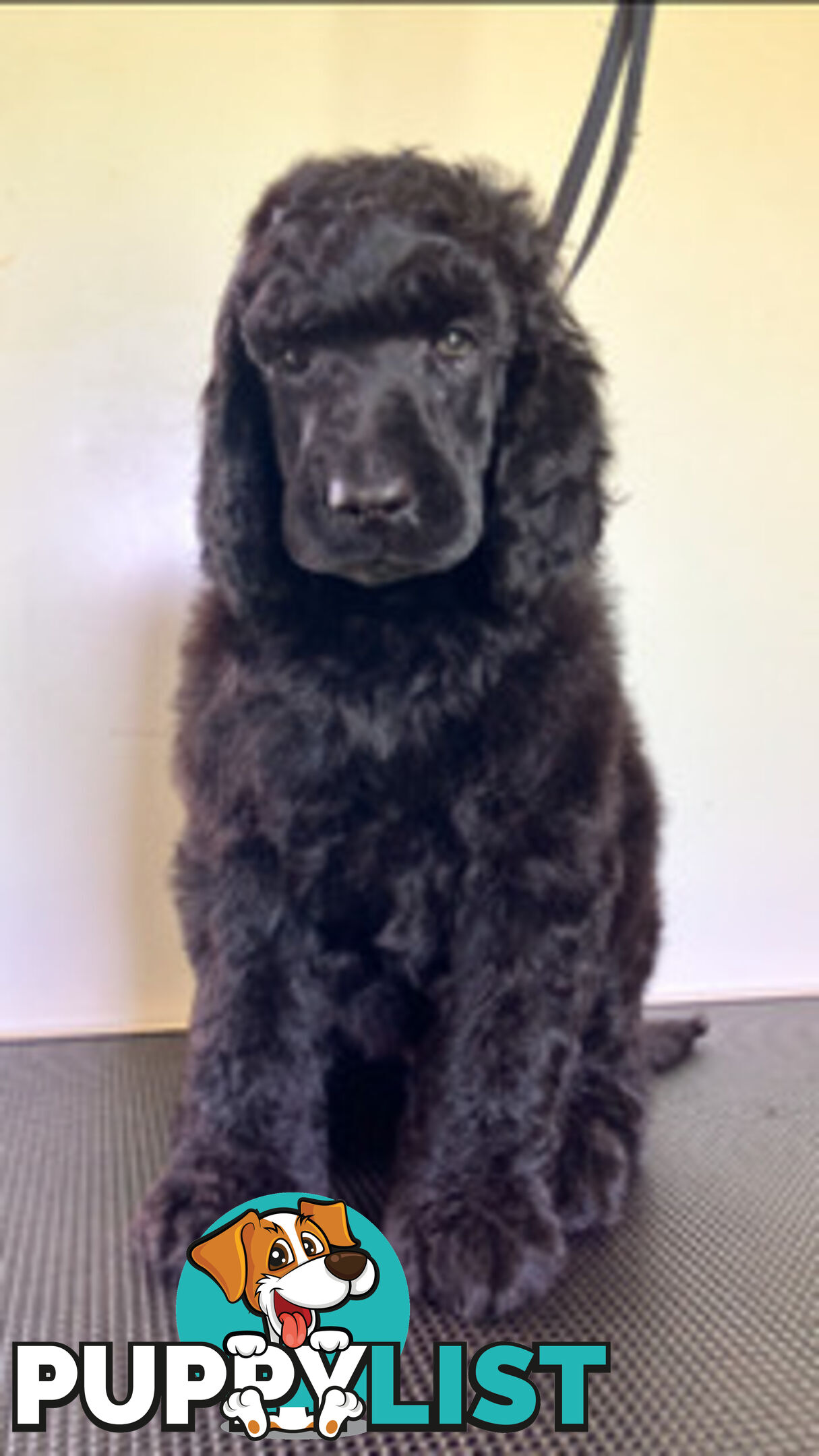 Purebred STANDARD POODLE PUPPY