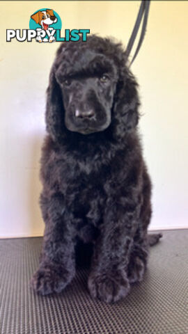 Purebred STANDARD POODLE PUPPY