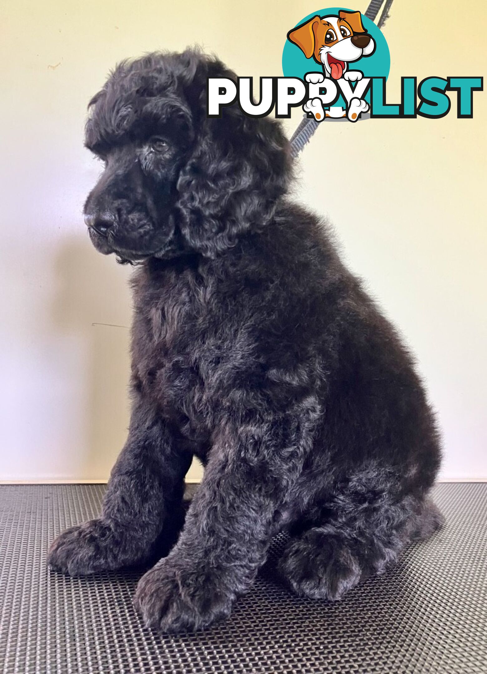 Purebred STANDARD POODLE PUPPY