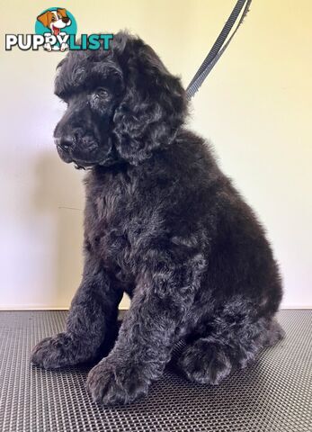 Purebred STANDARD POODLE PUPPY