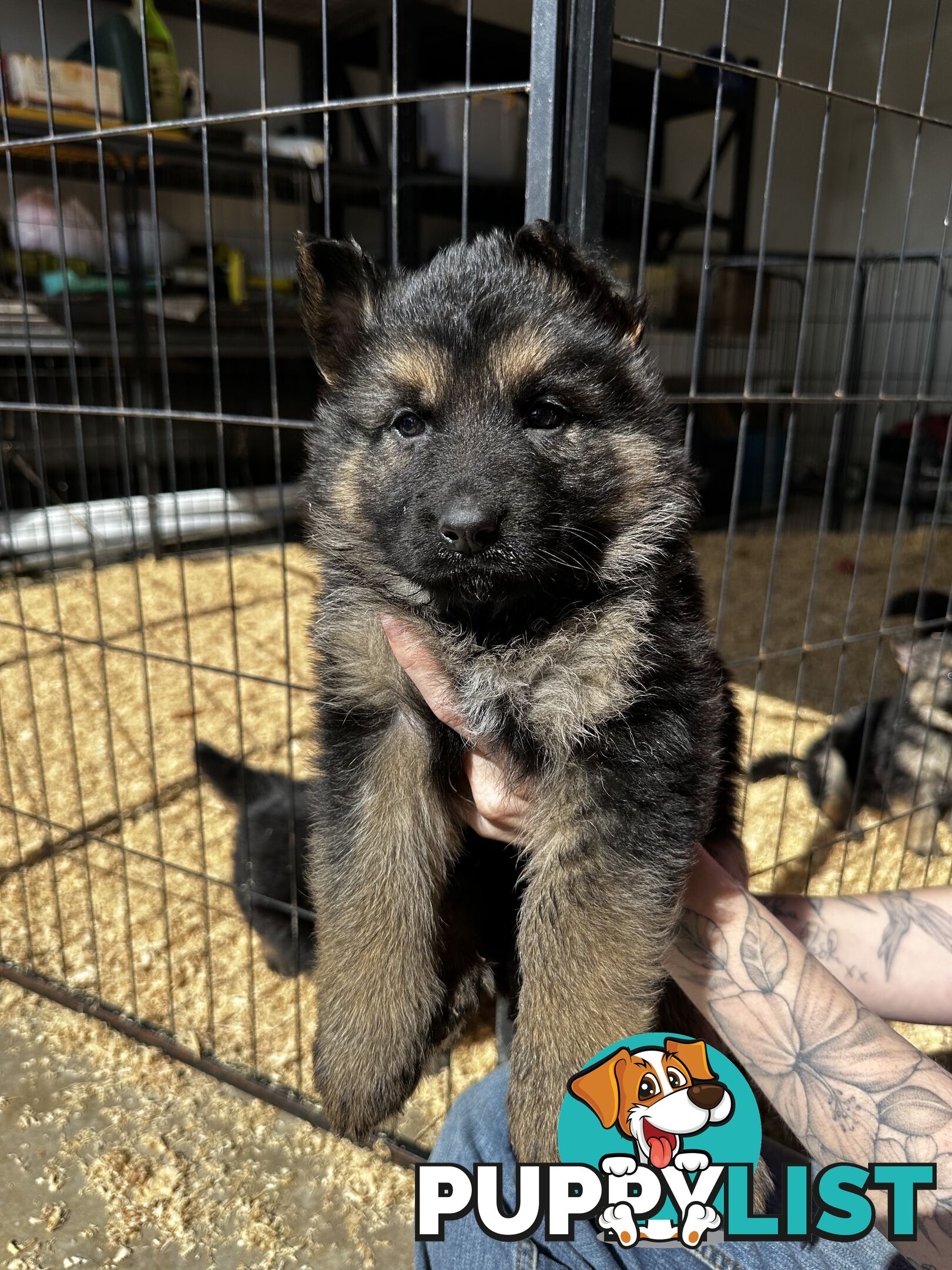 Long Coat German Shepherd Puppies