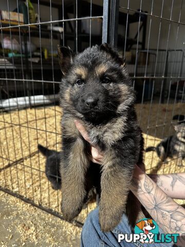 Long Coat German Shepherd Puppies