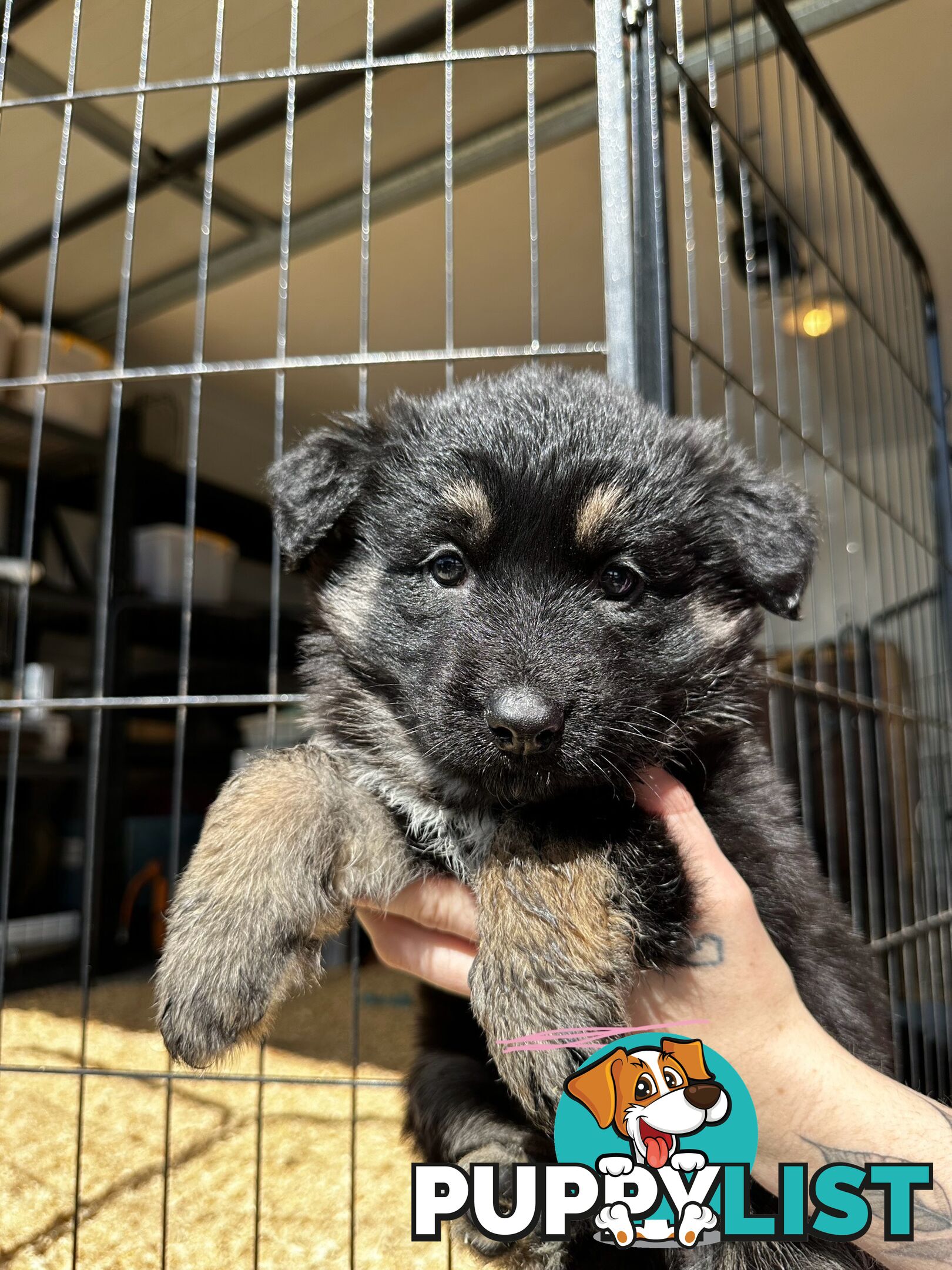 Long Coat German Shepherd Puppies