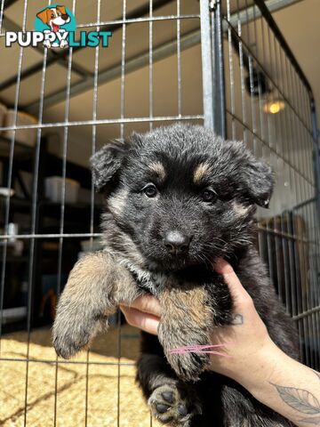 Long Coat German Shepherd Puppies