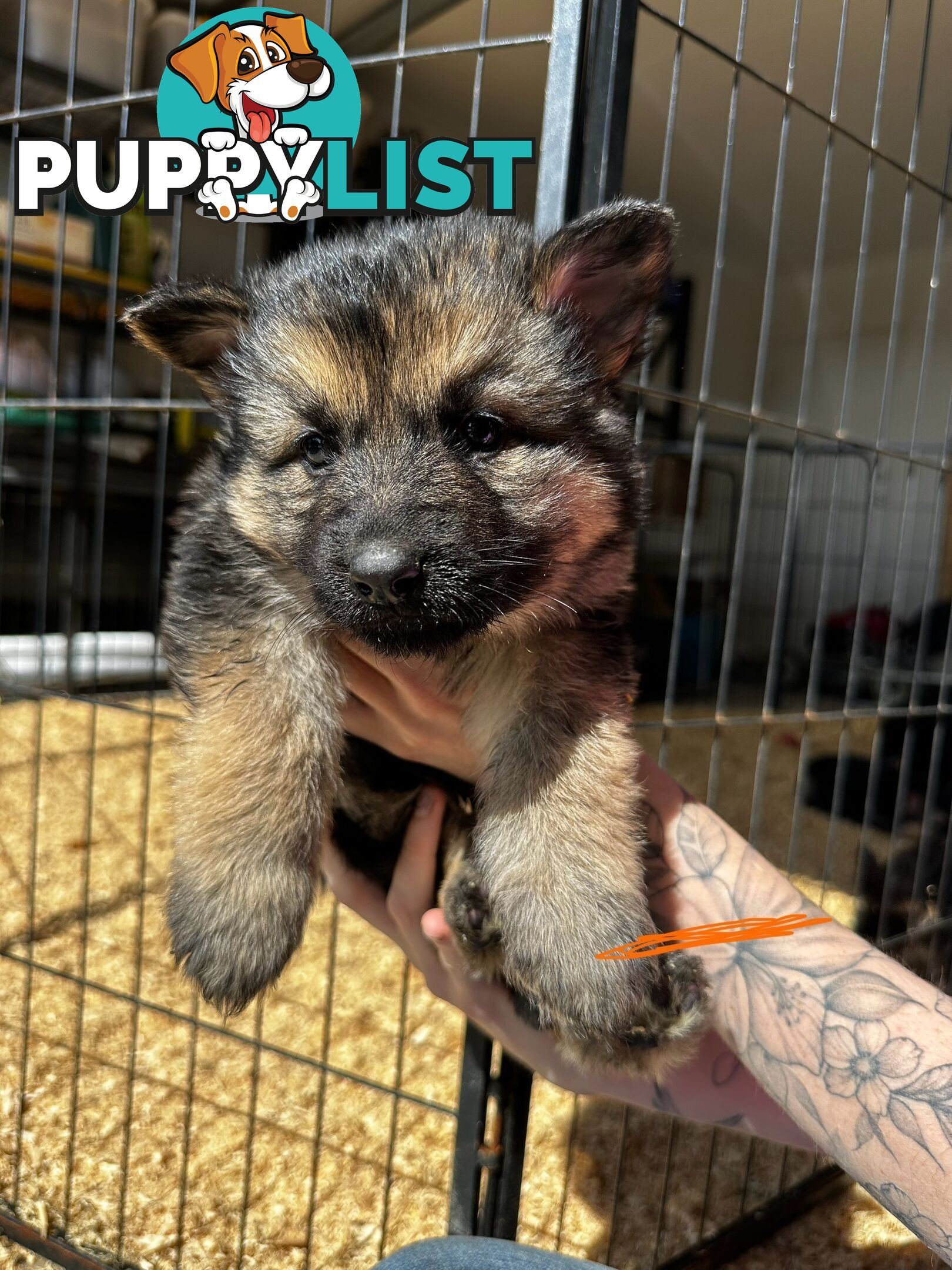 Long Coat German Shepherd Puppies