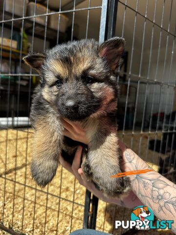 Long Coat German Shepherd Puppies