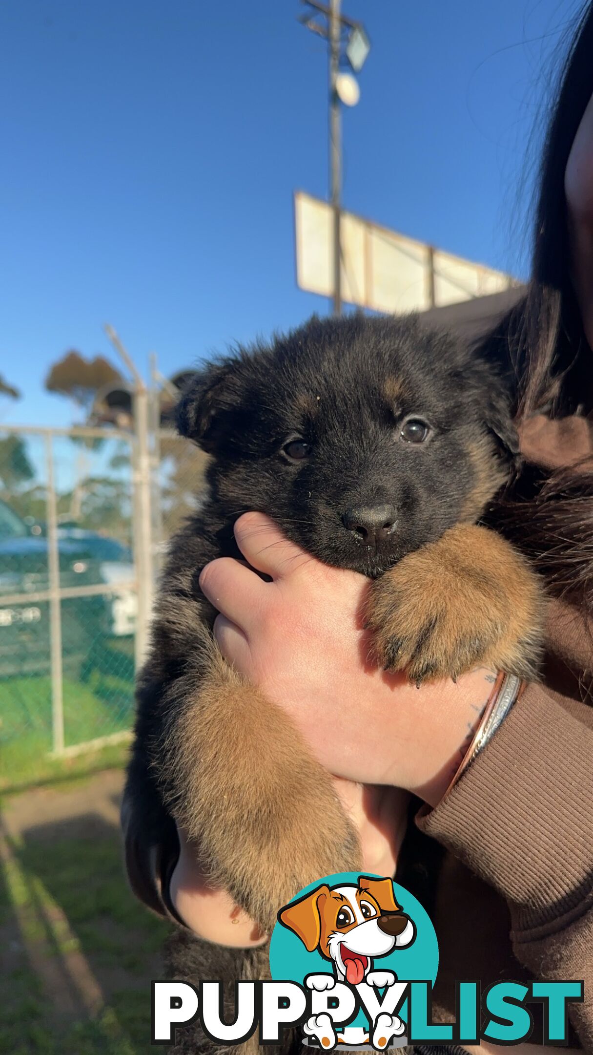 Long Coat German Shepherd Puppies