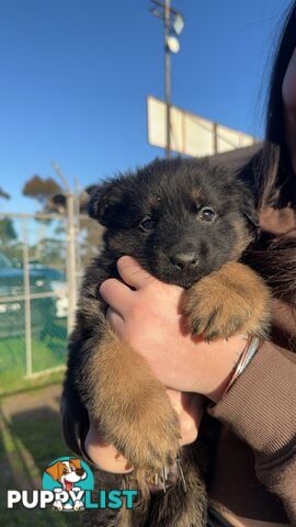 Long Coat German Shepherd Puppies