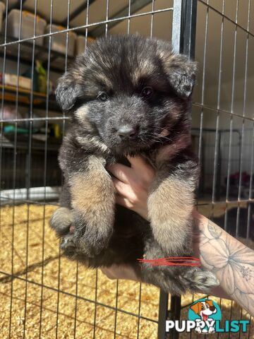 Long Coat German Shepherd Puppies