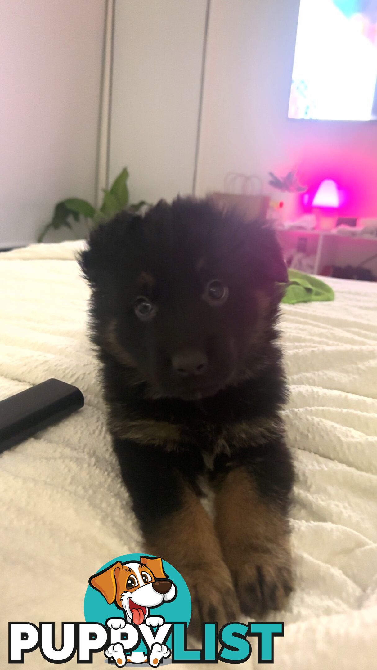 Long Coat German Shepherd Puppies