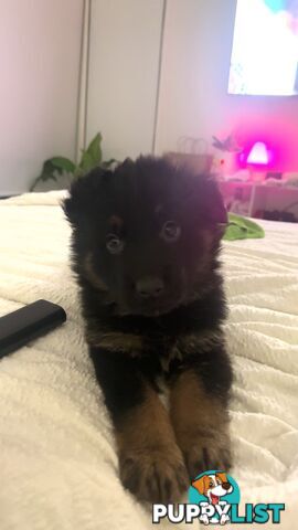 Long Coat German Shepherd Puppies