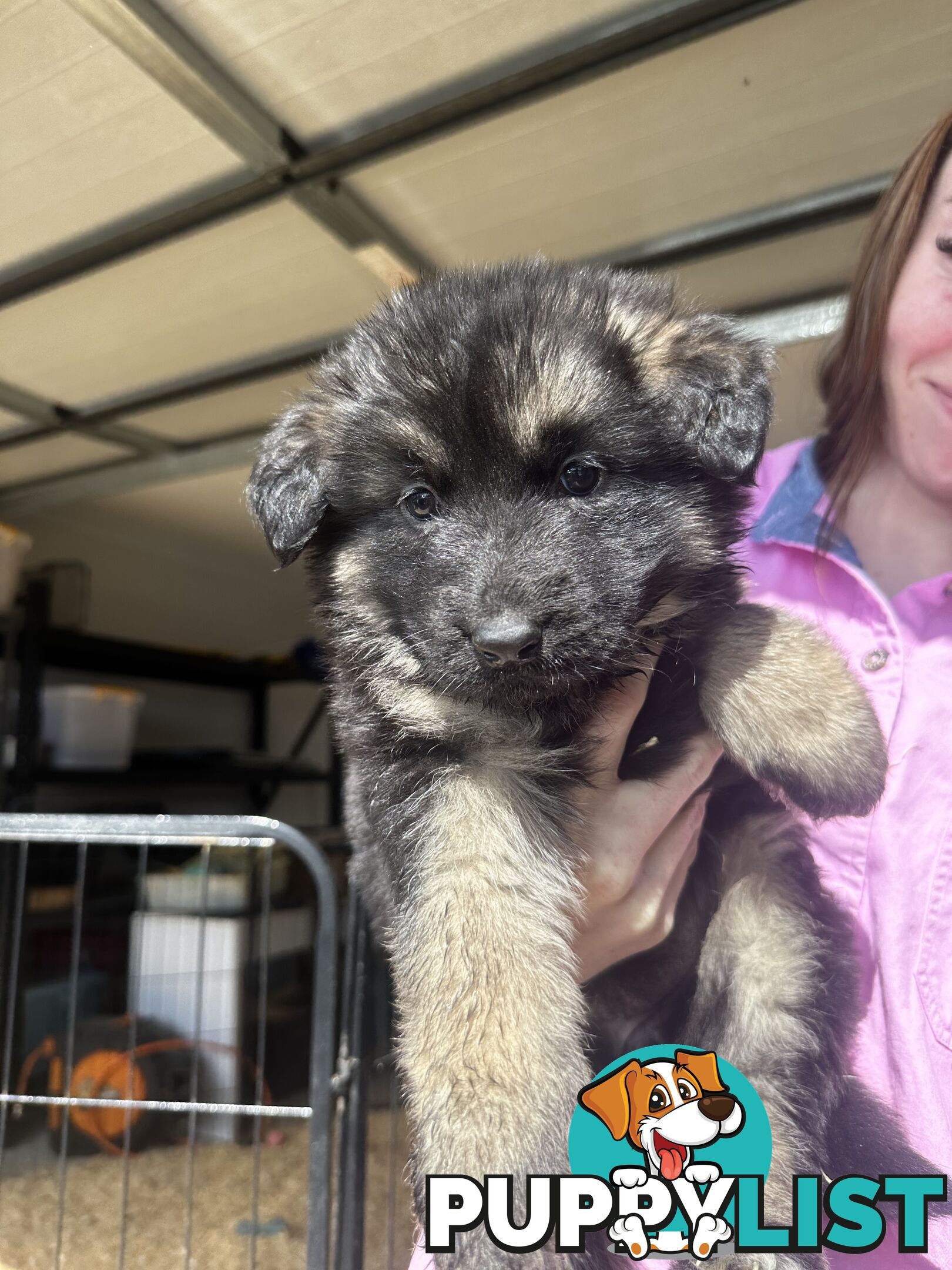 Long Coat German Shepherd Puppies