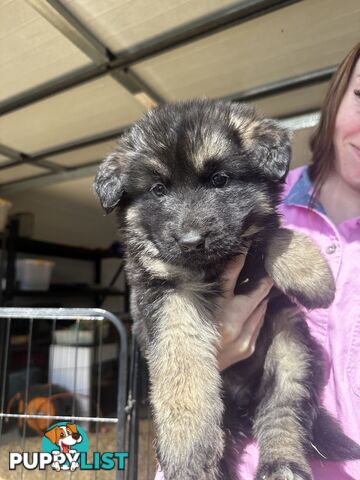 Long Coat German Shepherd Puppies