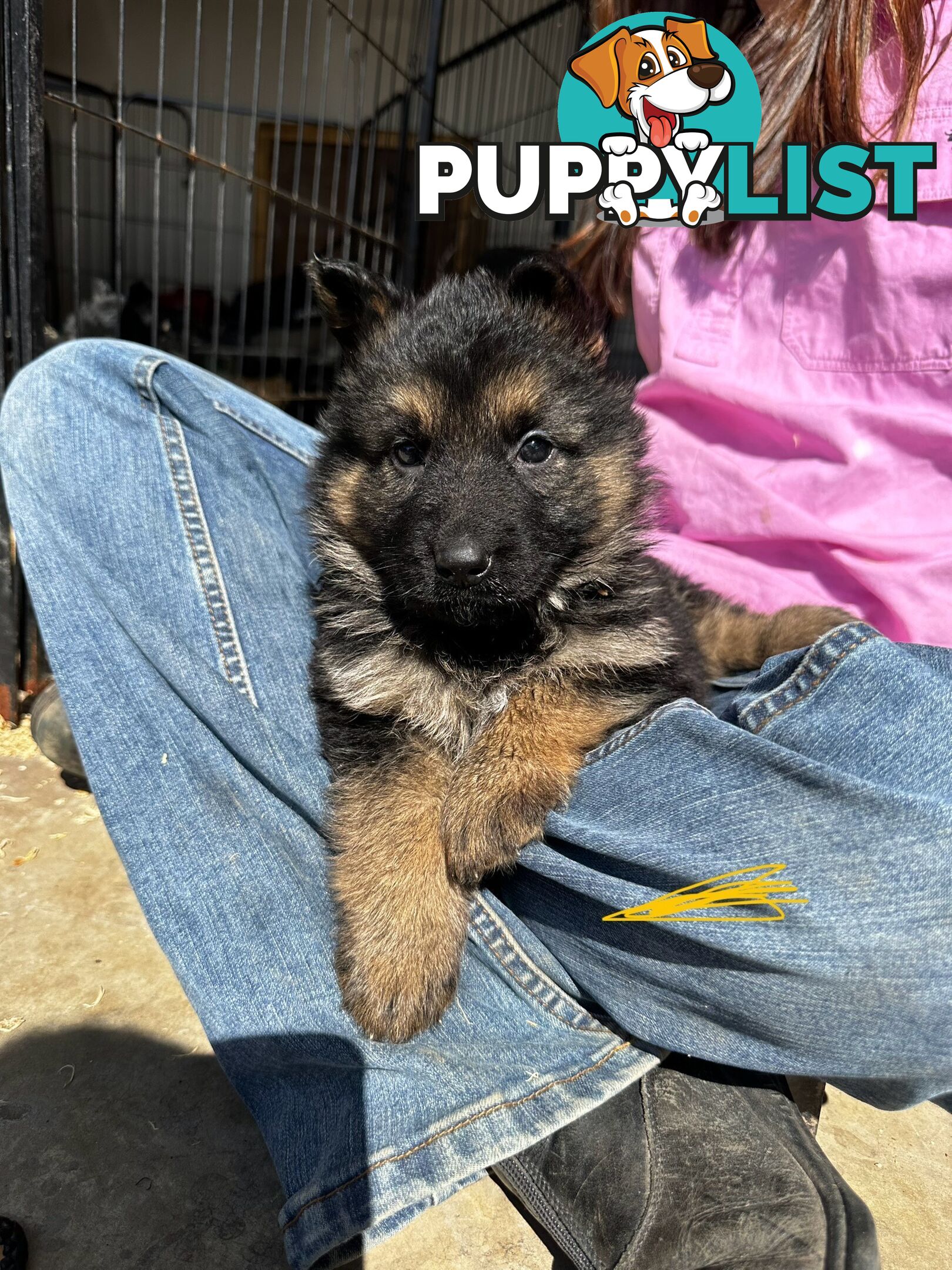 Long Coat German Shepherd Puppies