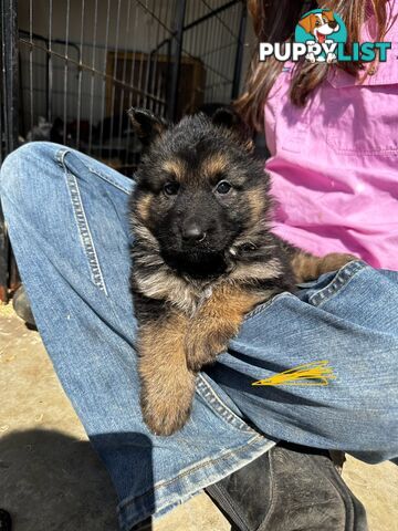 Long Coat German Shepherd Puppies