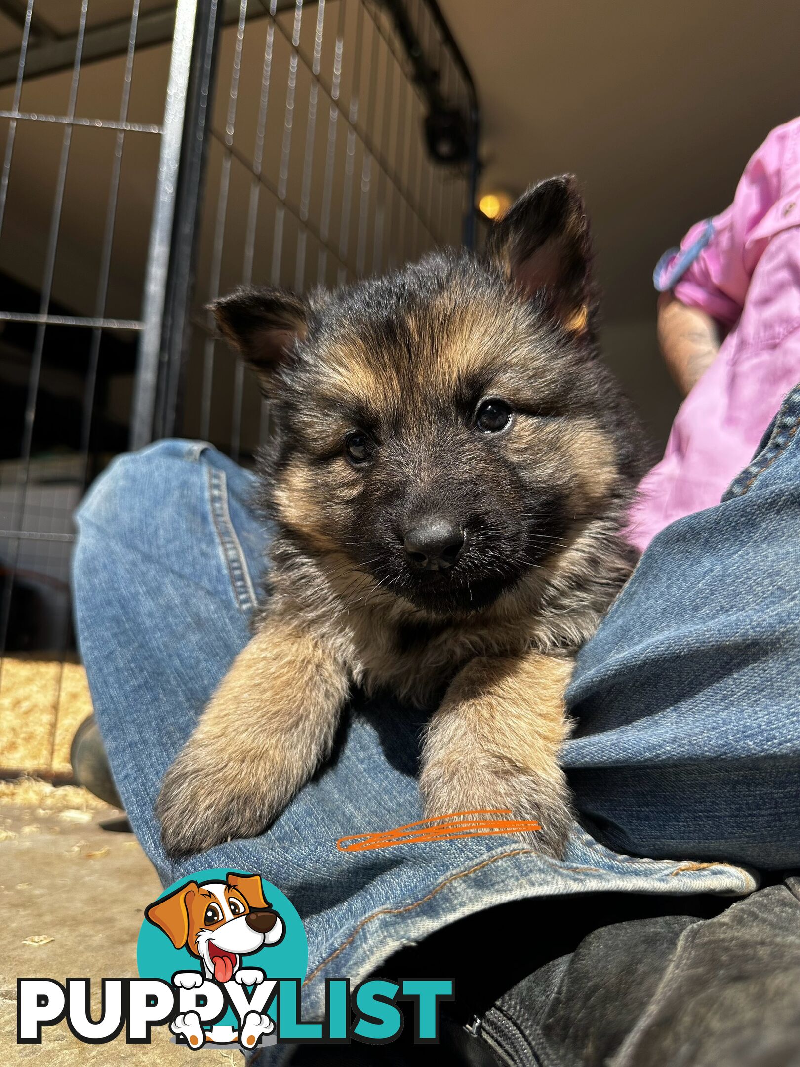 Long Coat German Shepherd Puppies