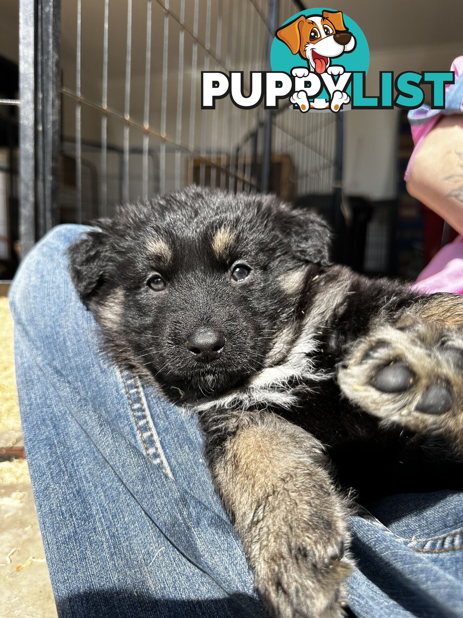 Long Coat German Shepherd Puppies