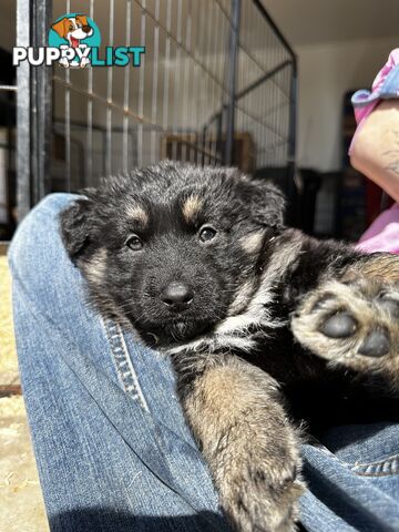 Long Coat German Shepherd Puppies