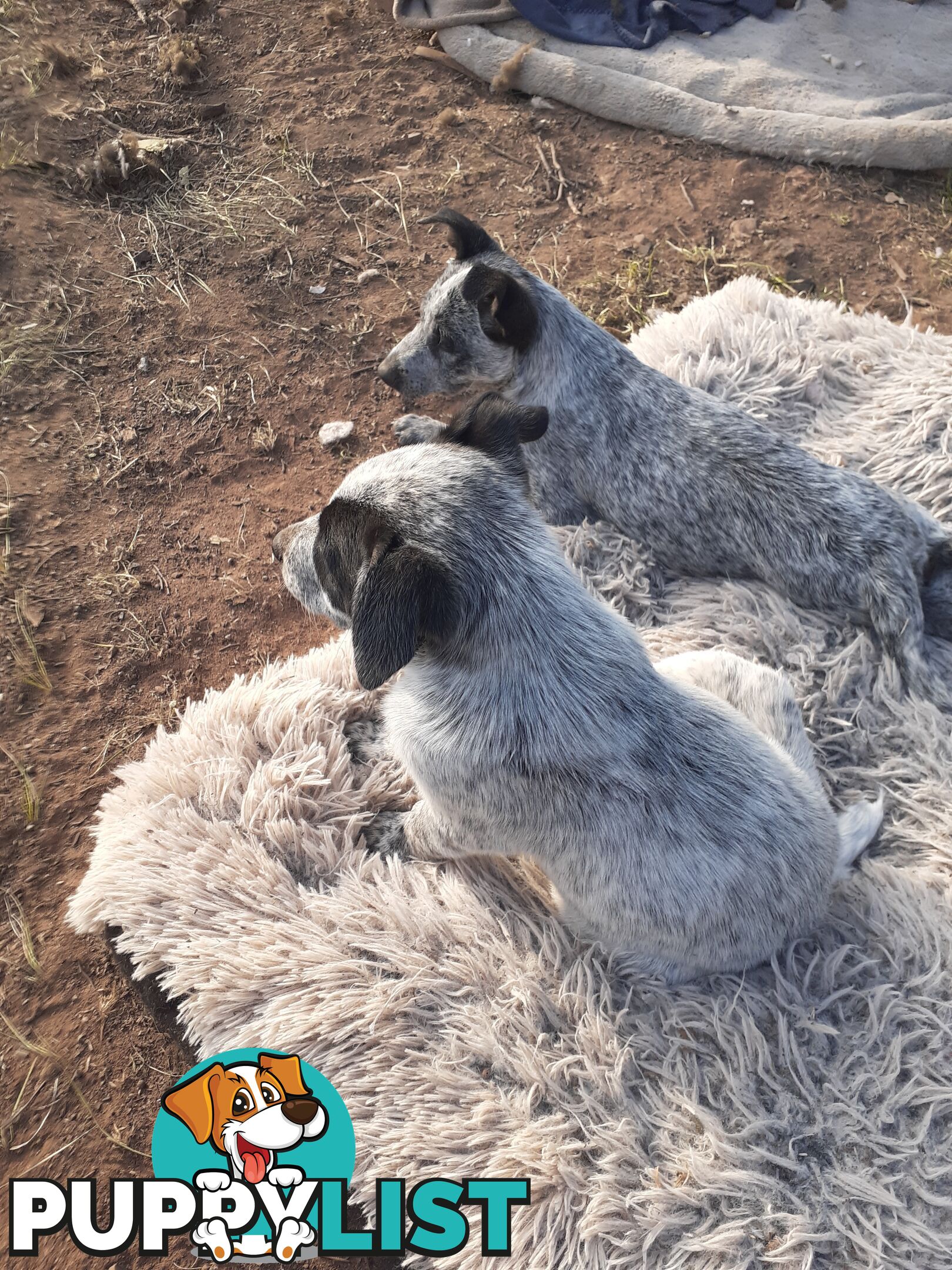 AUST. STUMPYTAIL CATTLEDOG PUPS