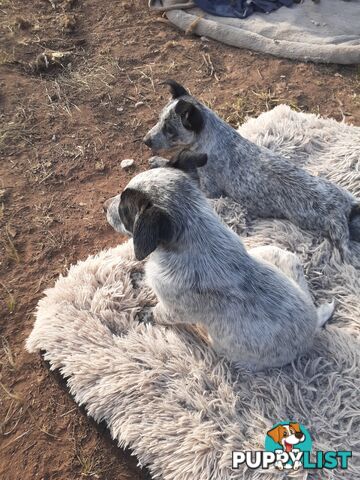 AUST. STUMPYTAIL CATTLEDOG PUPS